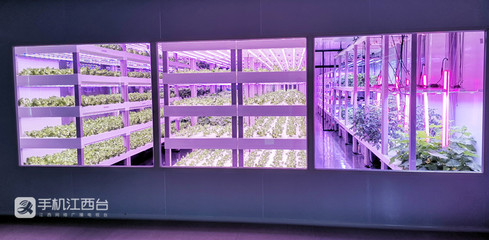 江西力源農(nóng)業(yè) 創(chuàng)新模式，將農(nóng)場(chǎng)“建在”超市，家門(mén)口的新鮮體驗(yàn)